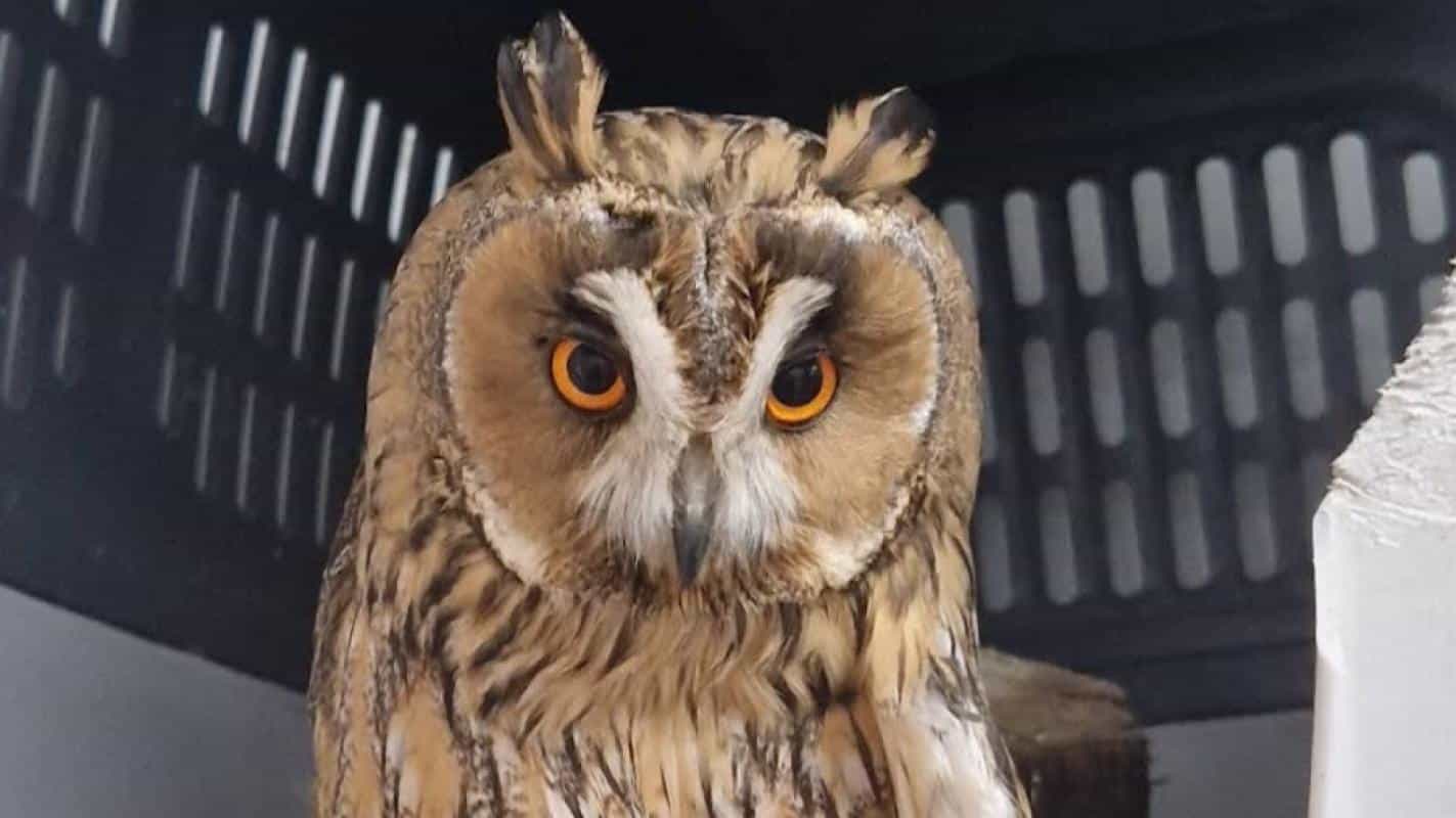 Anima Photo - Edited