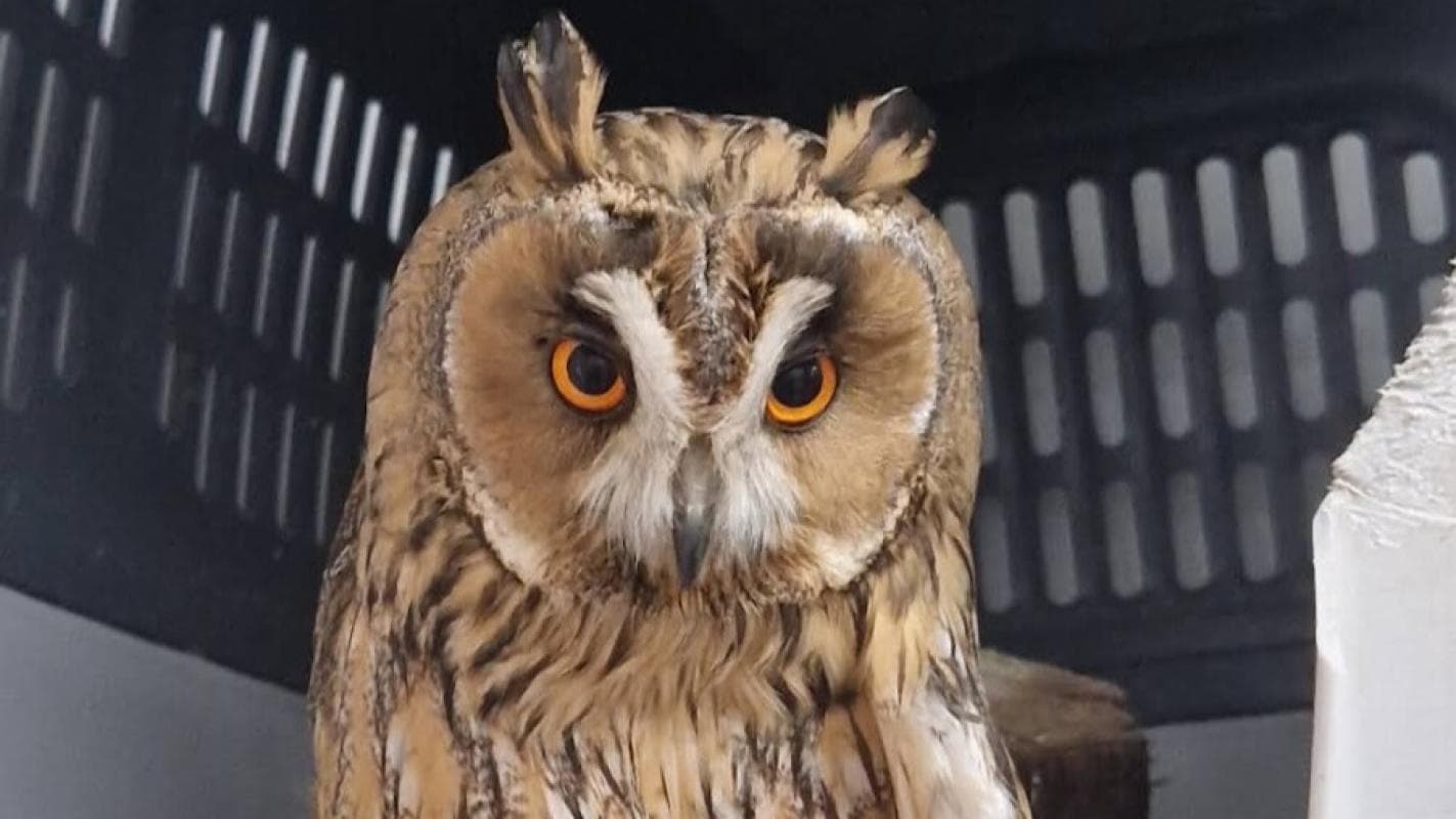 Anima Photo - Edited